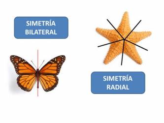 Simetría