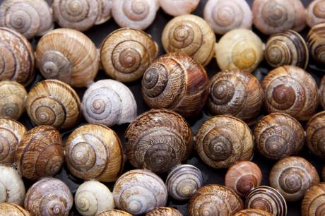 Caracoles