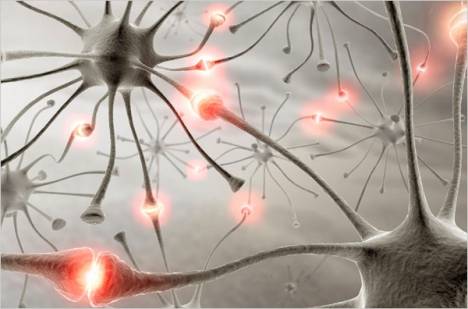 circuito neuronal