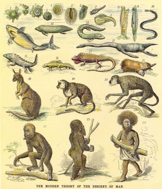 Evolución
