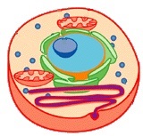 dibujo de una célula donde se observa el núcleo, el citoplasma y la membrana citoplasmática.