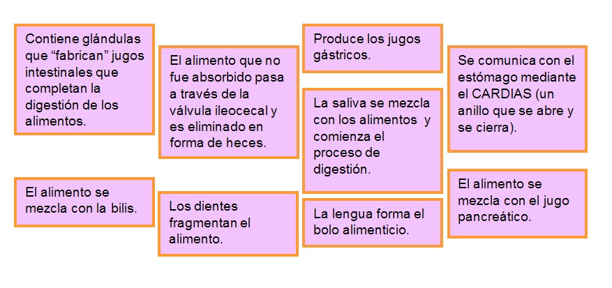 Funciones del sistema digestivo: Contiene glándulas que “fabrican” jugos intestinales que completan la digestión./El alimento se mezcla con la bilis./El alimento que no fue absorbido pasa a través de la válvula ileocecal y es eliminado en forma de heces./Los dientes fragmentan el alimento./Produce los jugos gástricos./La saliva se mezcla con los alimentos./ La lengua forma el bolo alimenticio./Se comunica con el estómago mediante el CARDIAS./El alimento se mezcla con el jugo pancreático.