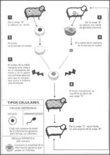 proceso de clonación 1
