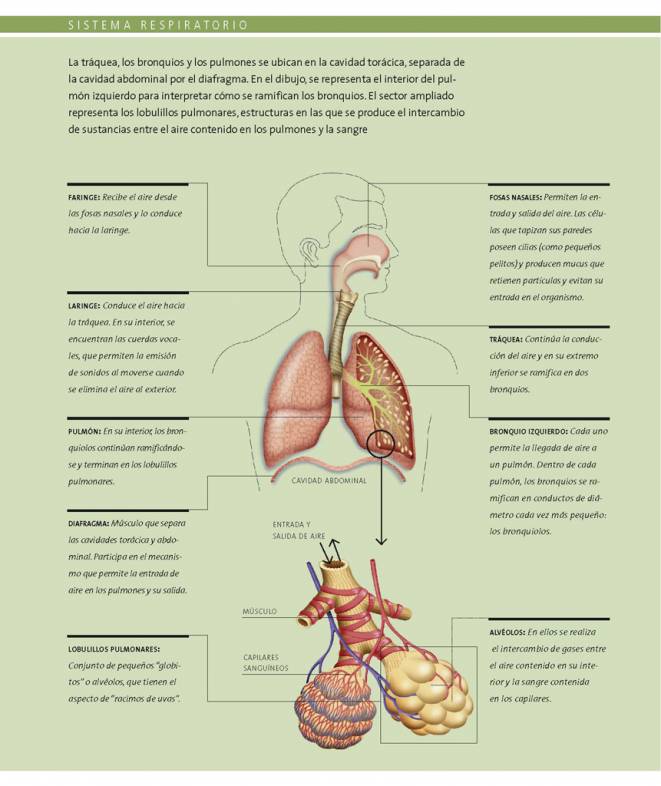 diagrama del sistema respiratorio para 5to grado