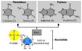 ácido nucleico adn y arn