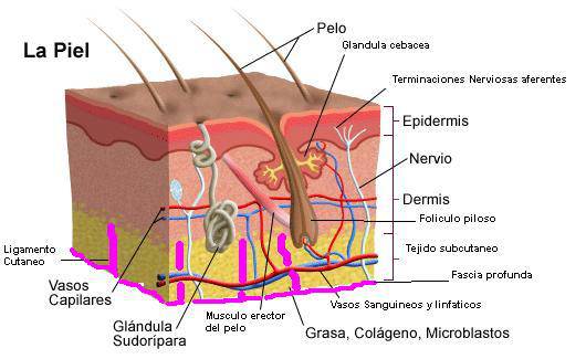 La piel