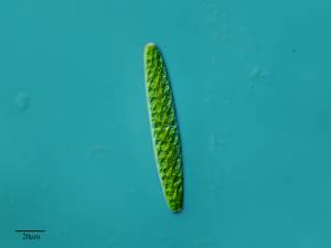  cloroplastos de un alga
