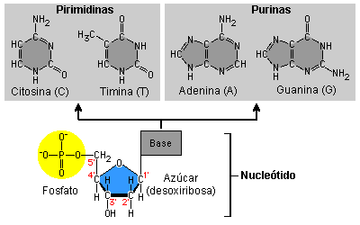 bases nitrogenadas que conforman el ADN