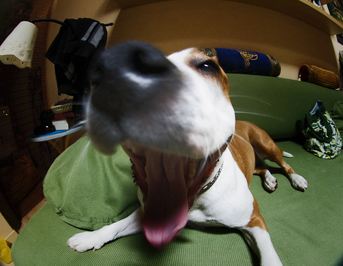 Fotografía color de un perro acostado en una colchoneta.