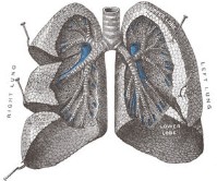 Pulmones