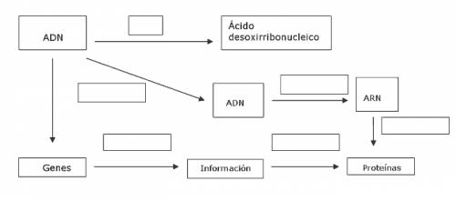 mapa conceptual ADN