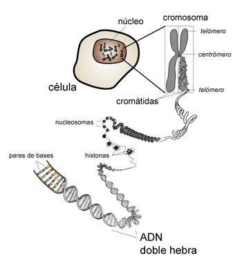 ADN: la doble hélice que cambió la ciencia 