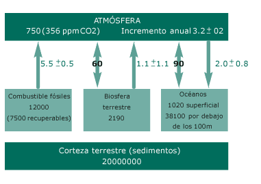 Versión simplificada del ciclo del carbono