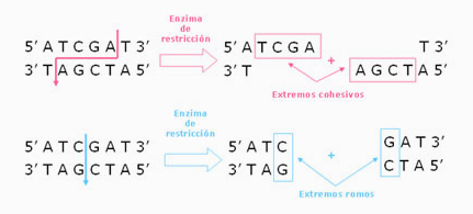 enzimas_restriccion_LISTO