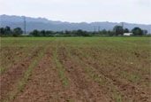 Agriculturizacin