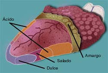 mapa de la lengua