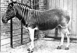 Quagga.jpg